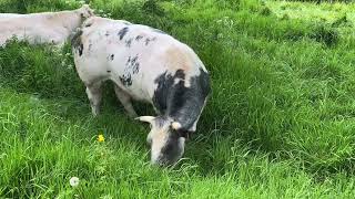 Cow eating food and looking at the camera #cow #cows #cowvideos #cowvideo #cowlover  #coweating