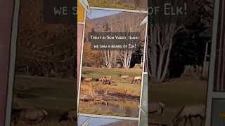 A herd of Elk grazing in Sun Valley, Idaho