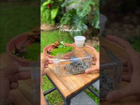Diy Terrarium in a glass jar #ytshorts #terrarium