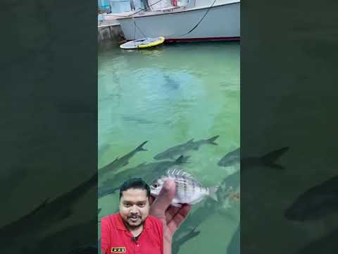 SETTING My PET FISH FREE to its FAMILY! #shorts #fish