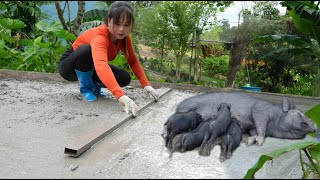 Btarted work on building a new pig pen for the pigs on Binh's farm