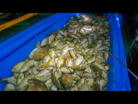 Pamana sa gabi ng 8pm-1am ng madaling araw, sobrang lamig na sulit sa dami ng huli!