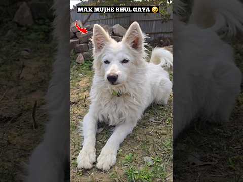 Max mujhe bhool gaya? 🥺💔 #shorts #doglover