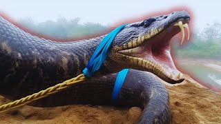 As 10 MAIORES COBRAS já Descobertas no MUNDO