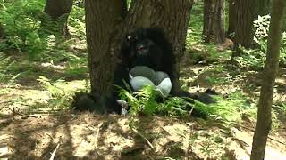 SNATCHSQUATCH CAUGHT ON CAMERA