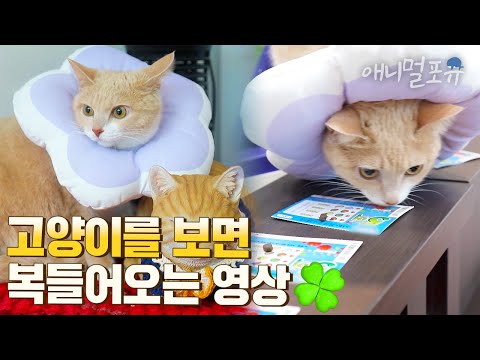 복권 명당집에서 사람들 점쳐주는 행운 고양이 ㅋㅋ I KBS 류수영의 동물티비 210717 방송