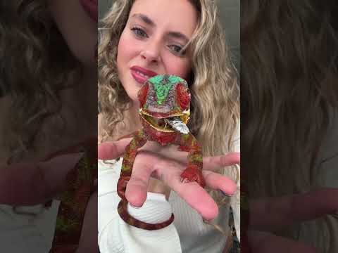 Sprinks loves his buggies ππβοΈπ«Ά #pantherchameleon #chameleon #chameleonsoftiktok #chameleons