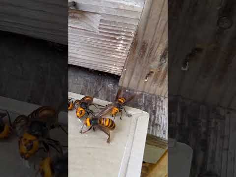 Giant hornets jump into the trap #gianthornet #beekeeping #invasivespecies #northerngianthornet