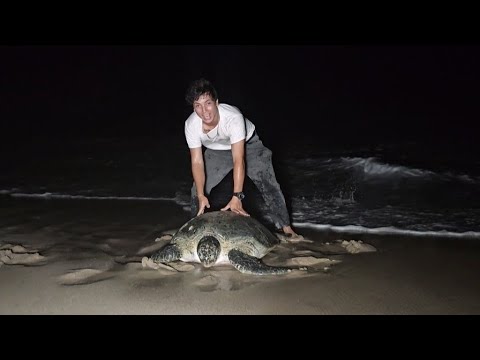 واخيرا شفت اكبر سلحفاة 🐢 بلعالم _السلاحف المجنحة