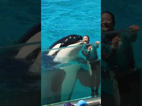 シャチ「ラビー」と小松トレーナーのラブラブパフォーマンス #Shorts #鴨川シーワールド #シャチ #kamogawaseaworld #orca #killerwhale