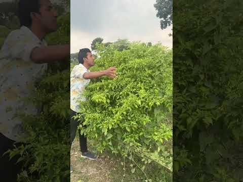 কত বড় মরিজ গাছ