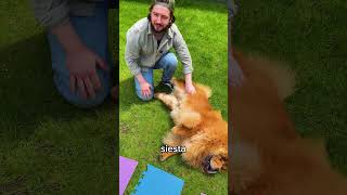 Dog Tic Tac Toe Challenge 🐶😍