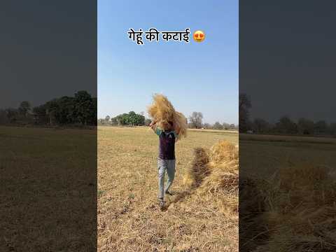 काम के साथ-साथ Cricket भी 😂🏏 #cricket #reels #trending #viral #shorts #foryou #ytshorts #ipl #fun