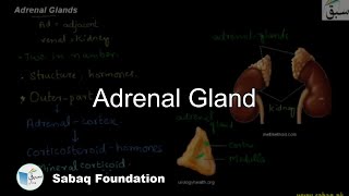 Adrenal Gland