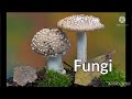 Ecosystem Concepts and Organization