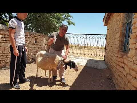 Kurban Bayramında Dinen Küçük Baş Hayvan Kesimi Nasıl yapılır ? Hangi Dualar Okunur ?