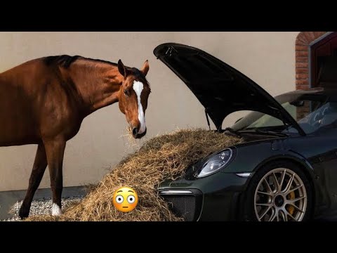 Best funniest horses of the week - Funny And Cute horses Video Compilation 2024 🐴#23