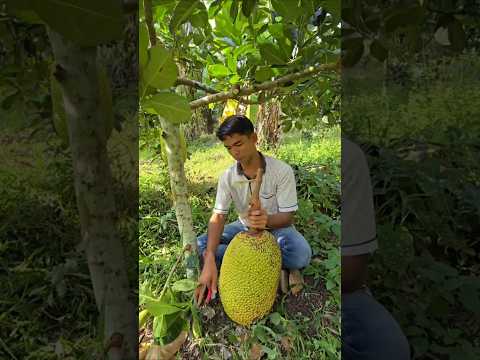 Petani muda panen nangka madu
