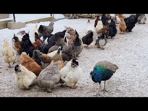 Жизнь в деревне / уборка в сарае / гусыня сша