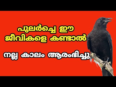 പുലർച്ചെ ഈ ജീവികൾ വീട്ടിൽ വന്നാൽ ആ സത്യം നിങ്ങൾ അറിയണം