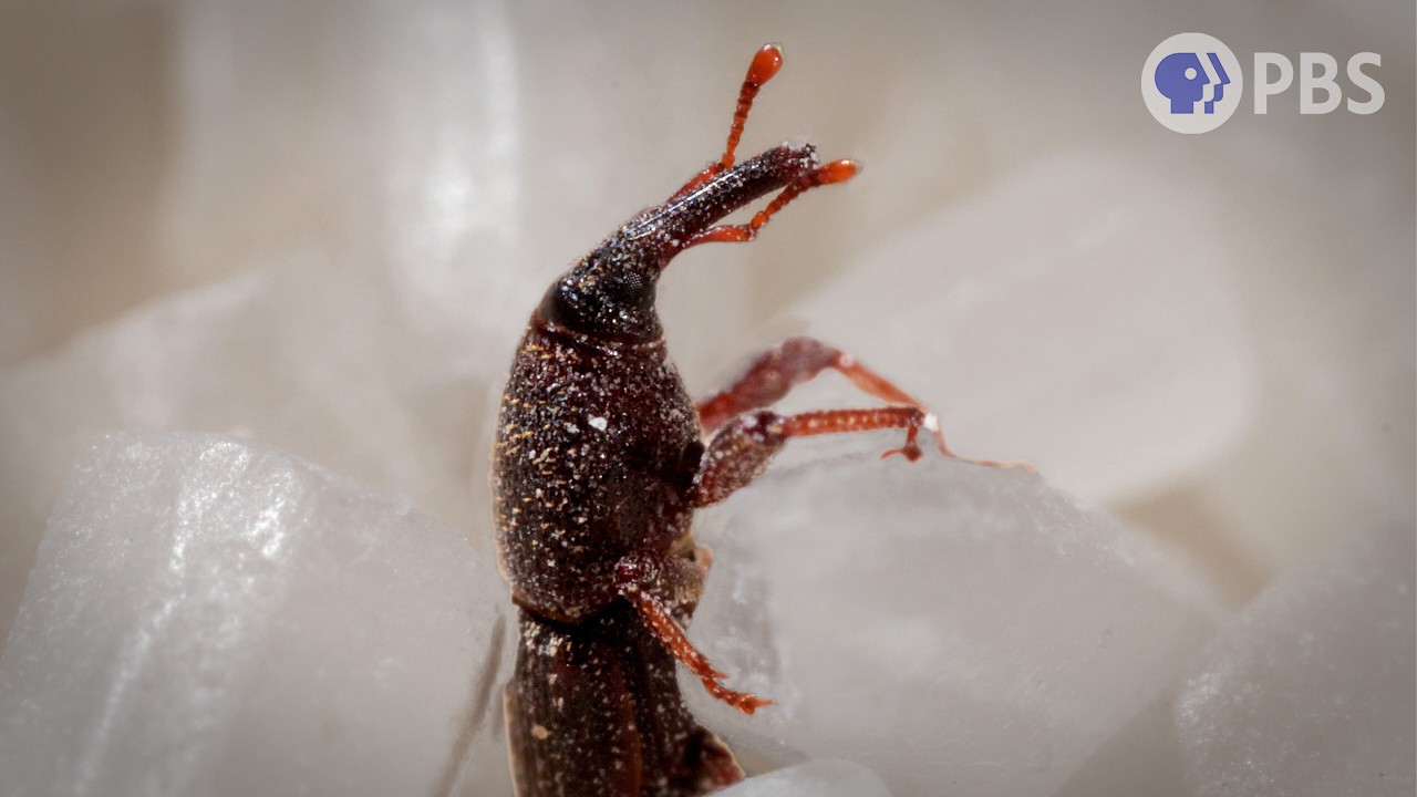 This Weevil Was Born in Your Rice and It’s Hungry - Deep Look