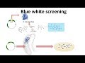 Recombinant DNA Techniques and Screening