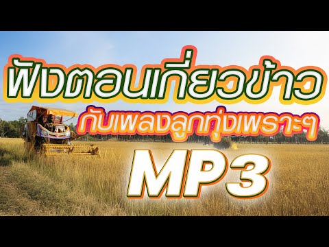 ฟังตอนเกี่ยวข้าว กับรวมเพลงลูกทุ่งหมอลำเพราะๆ