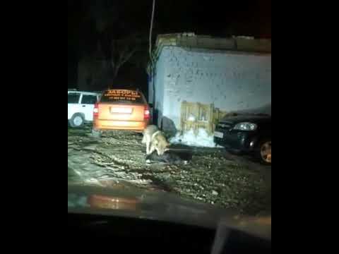 Волки в городе.