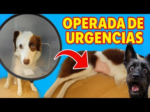 🏥 Mel se TRAGA un OBJETO y la OPERAN de URGENCIA 😢Lana
