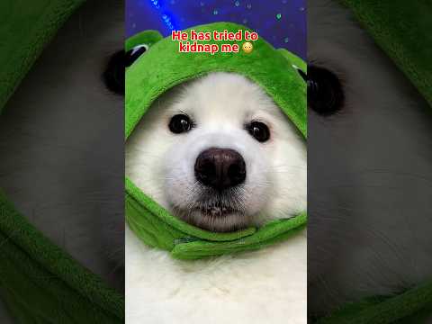 I am still hiding 🎄#puppy #funny #cute #tiktok #dogsofinstagram #dog #dogshorts