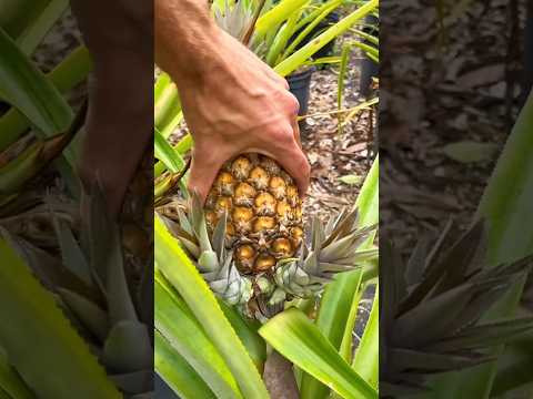 Mudah sekali petik buah nanas ini namun harus hati2 #nanas #pineapple