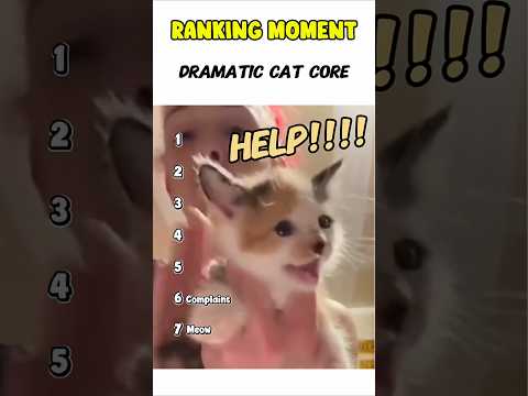 Cat being idiots part 183: Dramatic cat 🤣 #funnycat #funnypet #cutecat #cat #pets #shorts