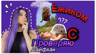 Правда ли что ёжика очень легко погладить? Как его развернуть и не боятся? Проверяем лайфхак 😍