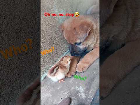 chicks look for mom and meet puppies!cute dog,golden sun original#dog #chicken #animals #funny