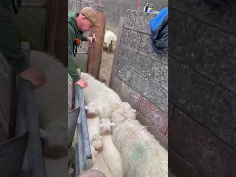 Quick and Easy Sheep and Lamb Sorting #youtubeshorts #farming #sheep #viralvideo