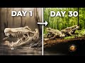 Swamp Ecosystem Dynamics and Interactions