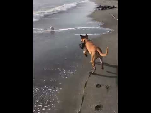 click to play the video