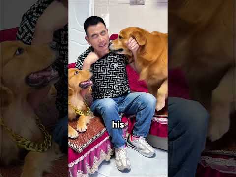 Jealous Dog Demands His Necklace Back ๐ถโค๏ธ๐ฅน
