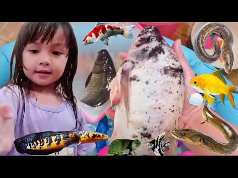 Menangkap Belut Licin Susah Banget, Ikan Mas, Ikan Nila, Ikan Hiu, Ikan Koki, Sapu-sapu & Ikan Lele