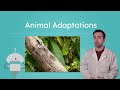Animal Adaptations and Survival Strategies