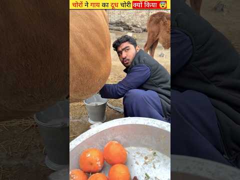 चोरों ने गाय का दूध चोरी क्यों किया ? | #shorts