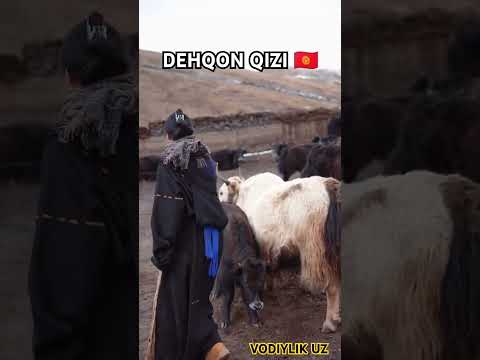 DEHQON QIZI.