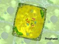 Exploring Plant Mitosis