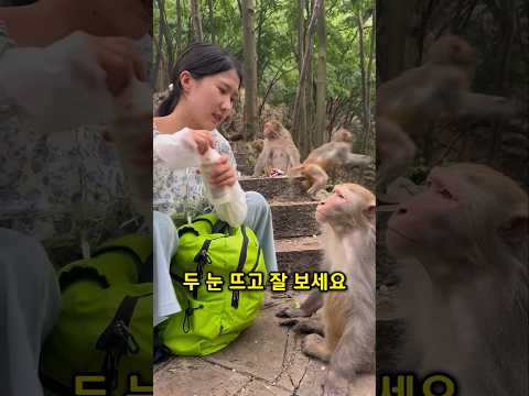 너무나도 웃기게 욕심많은 원숭이
