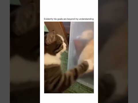 He's doing it for the love of the game #funny #shorts #meme #memes