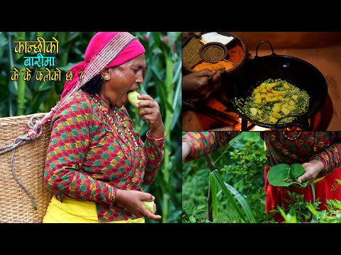 हेरौं आज कान्छीको बारीमा के–के फलेको छ || Cooking Organic Village Style curry || Kanchhikitchen