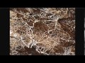 Compost Tea and Fungi Concepts