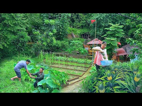 Harvesting pineapple, lotus seeds, lotus flowers. DAU Chicken stew is nutritious for the fetus