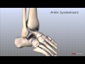 Ankle Anatomy and Function