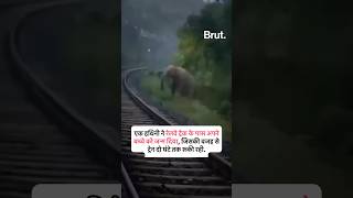 जब एक हथिनी और उसके होने वाले बच्चे के लिए दो घंटे रूकी रही ट्रेन